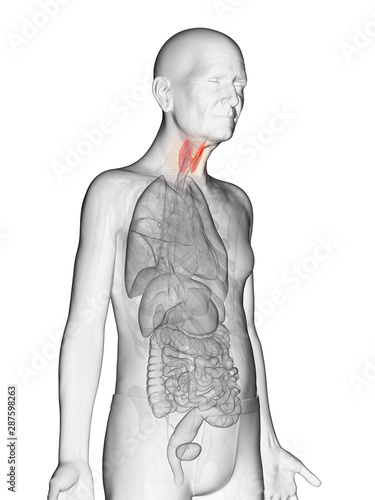 3d rendered anatomy illustration of an elderly mans thyroid