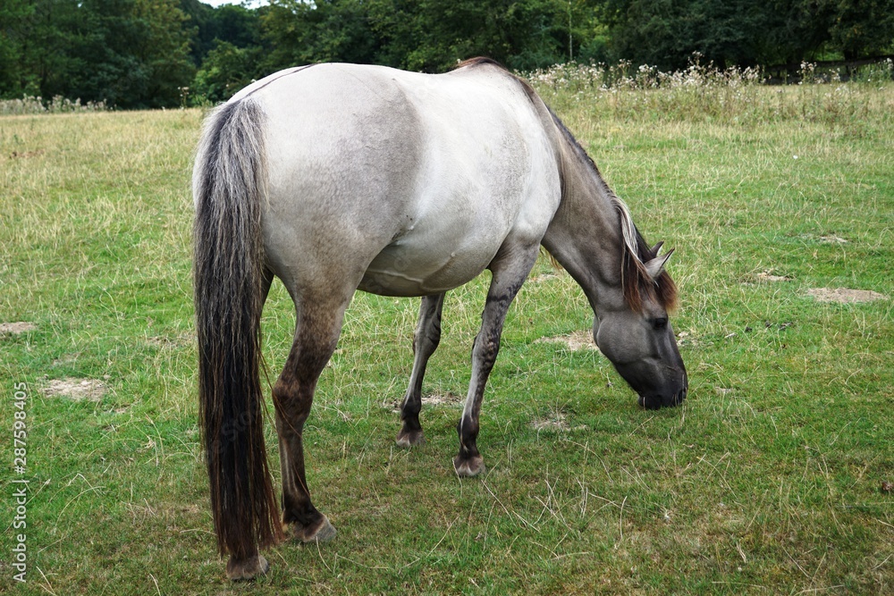 wild horse is eating,horse, animal, horses, grass, field, farm, grazing, nature, meadow, mammal, pasture, animals, green, brown, mare, rural, foal, white, mane, summer, domestic, outdoor, two, equine, wild horse is eating,horse, animal, horses, grass, field, farm, grazing, nature, meadow, mammal, pasture, animals, green, brown, mare, rural, foal, white, mane, summer, domestic, outdoor, two, equine,