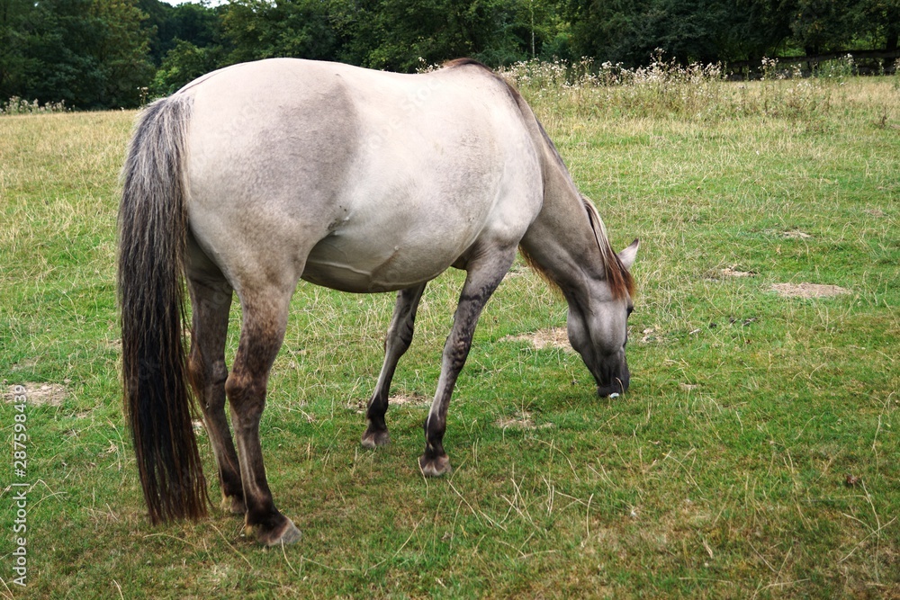 Tarpan is eating grass,wils horse is eating grass Tarpan is eating grass,wils horse is eating grass