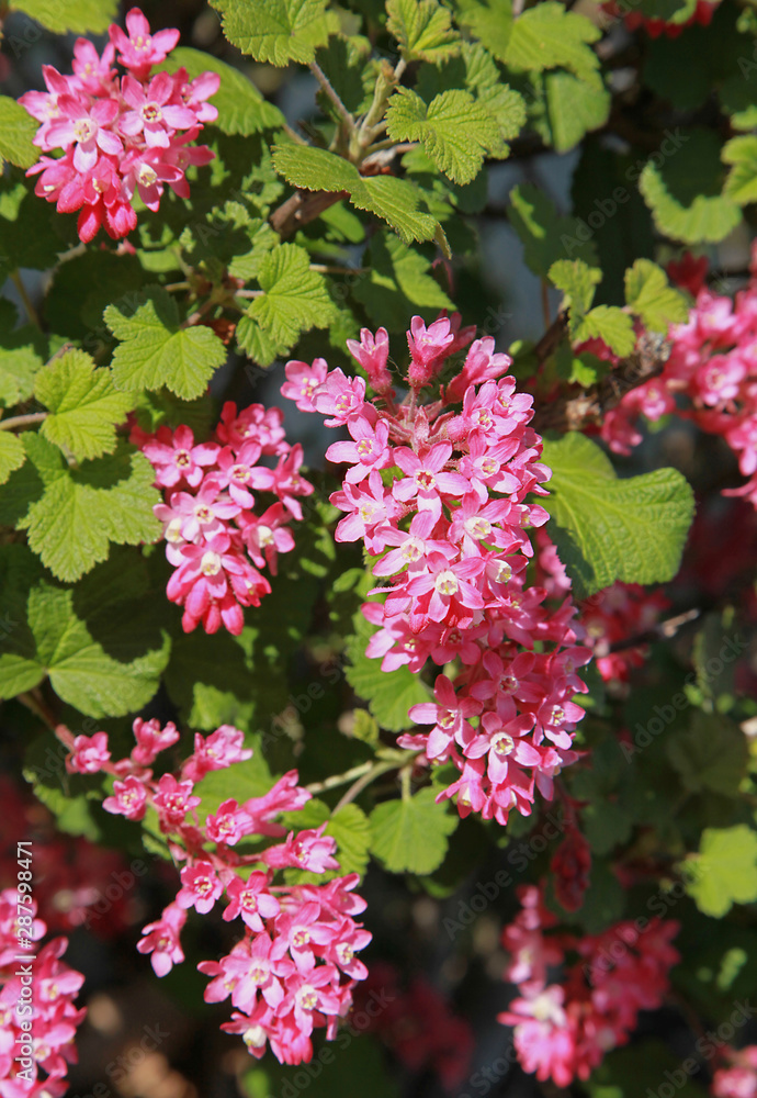 Ribes sanguineum Ribes sanguineum