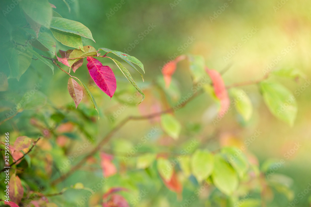 Beginning of autumn. The first yellow and red leaves on a tree. Sunny day. Beginning of autumn. The first yellow and red leaves on a tree. Sunny day.