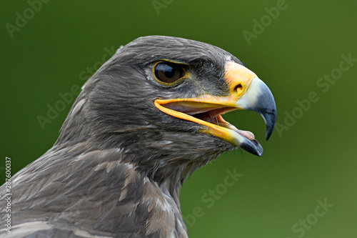 Steppenadler (Aquila nipalensis) - Steppe eagle photo