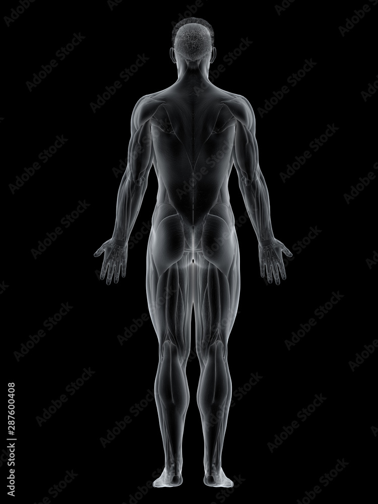 3d rendered muscle illustration of the back 3d rendered muscle illustration of the back
