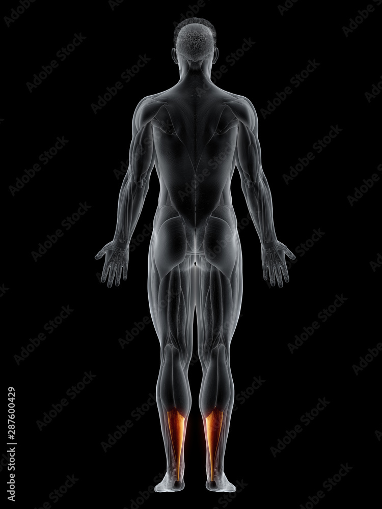 3d rendered muscle illustration of the achilles tendon 3d rendered muscle illustration of the achilles tendon