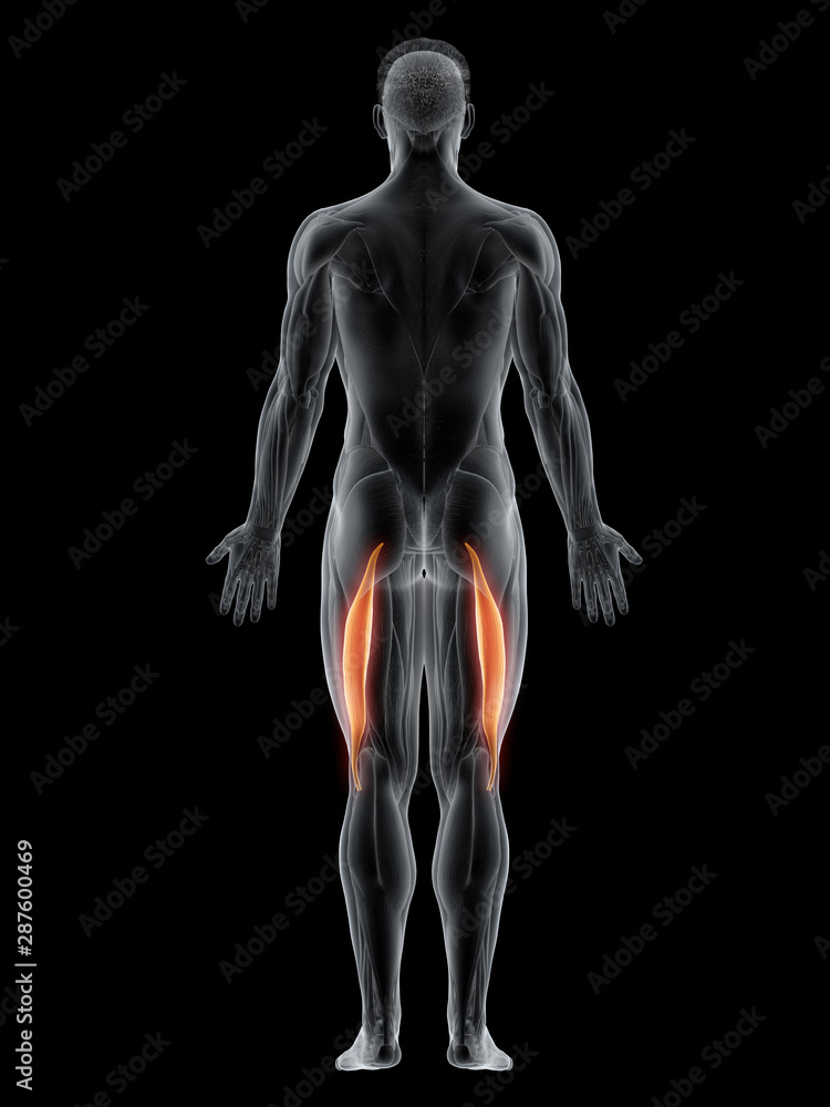 3d rendered muscle illustration of the biceps femoris longus 3d rendered muscle illustration of the biceps femoris longus