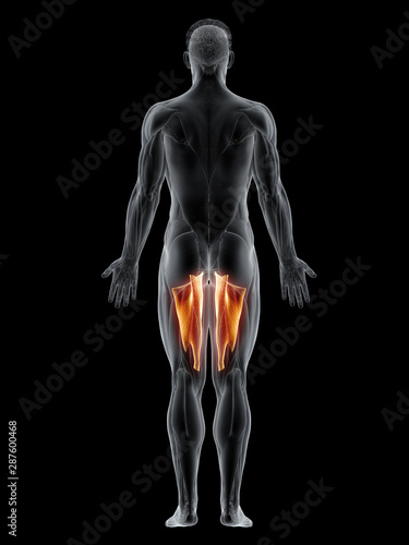 3d rendered muscle illustration of the adductor magnus