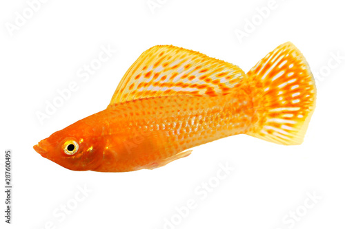 Sailfin molly Aquarium Fish Poecilia latipinna