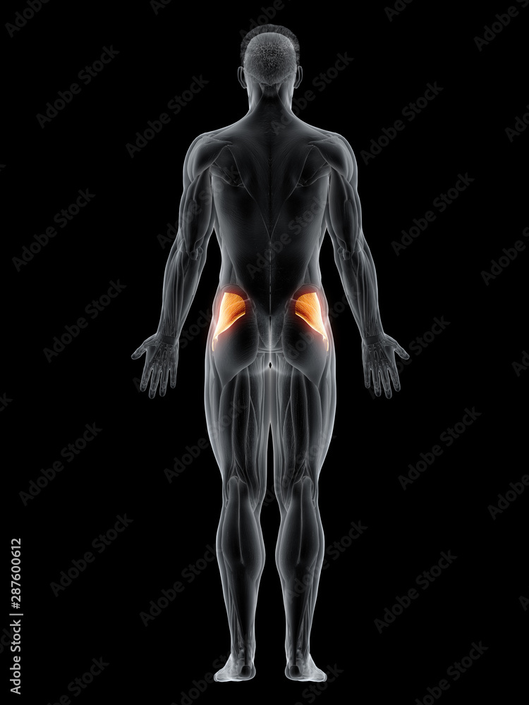 3d rendered muscle illustration of the gluteus minimus 3d rendered muscle illustration of the gluteus minimus