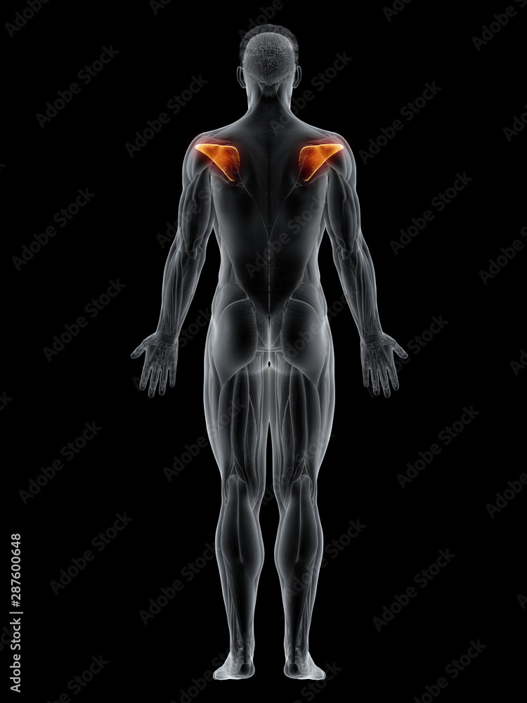 3d rendered muscle illustration of the infraspinatus 3d rendered muscle illustration of the infraspinatus