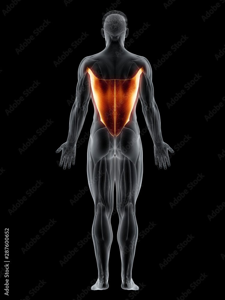3d rendered muscle illustration of the latissimus dorsi 3d rendered muscle illustration of the latissimus dorsi