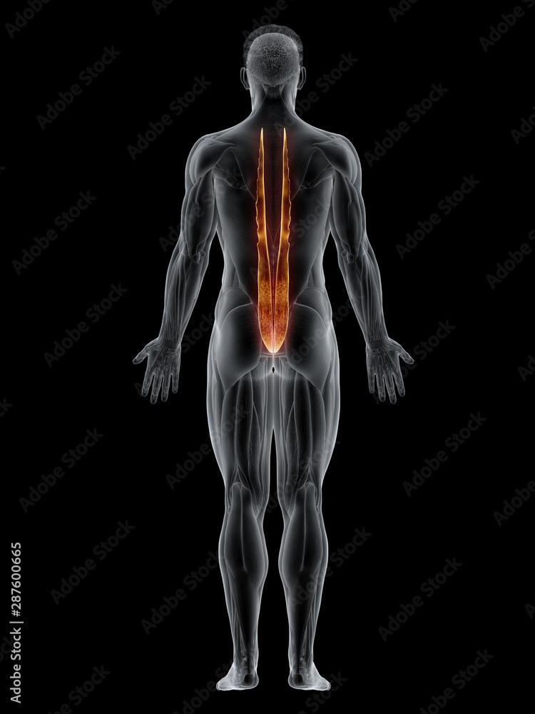 3d rendered muscle illustration of the longissimus thoracis 3d rendered muscle illustration of the longissimus thoracis