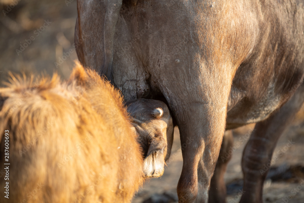 Fototapeta premium Cape buffalo in their splendour