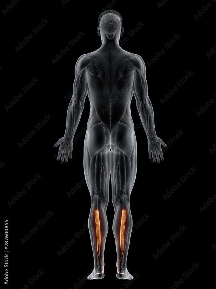 3d rendered muscle illustration of the tibialis posterior 3d rendered muscle illustration of the tibialis posterior