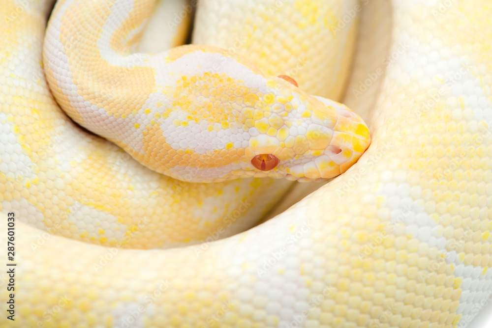 Fototapeta premium The royal python isolated on white background