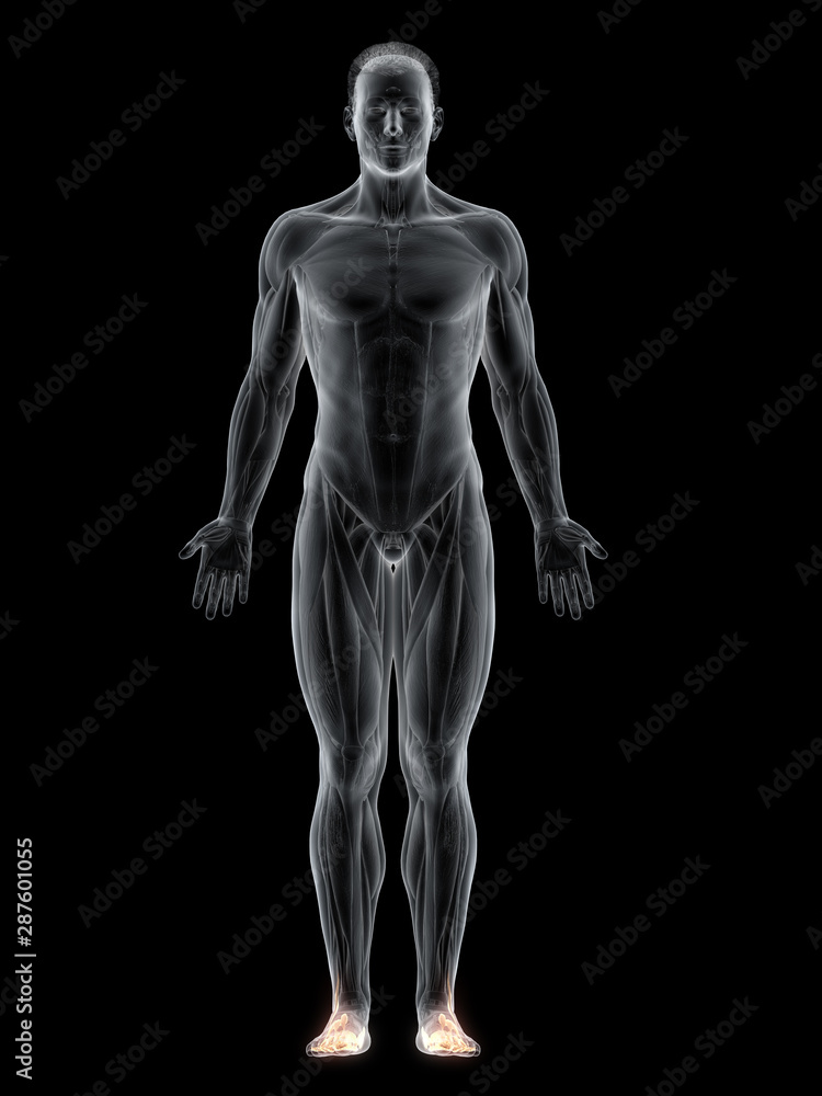 3d rendered muscle illustration of the feet muscles