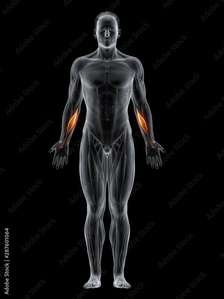 3d rendered muscle illustration of the flexor carpi radialis