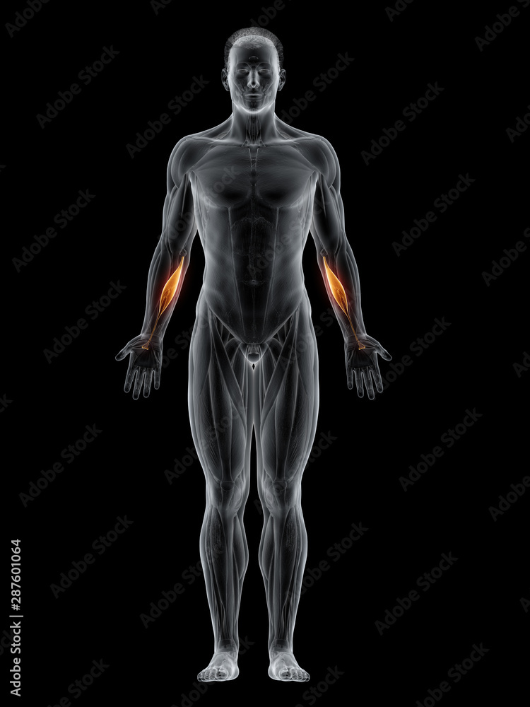 3d rendered muscle illustration of the flexor carpi radialis 3d rendered muscle illustration of the flexor carpi radialis