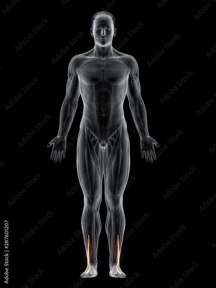 3d rendered muscle illustration of the peroneus brevis 3d rendered muscle illustration of the peroneus brevis
