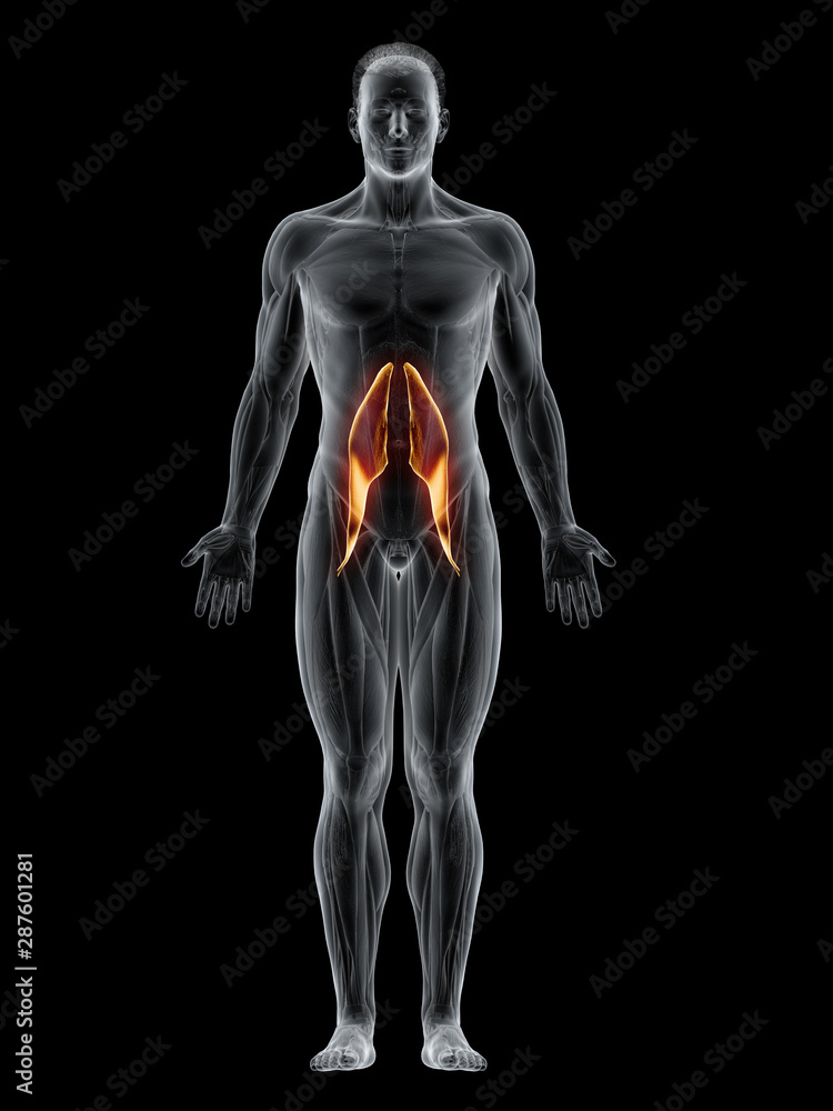 3d rendered muscle illustration of the psoas major 3d rendered muscle illustration of the psoas major