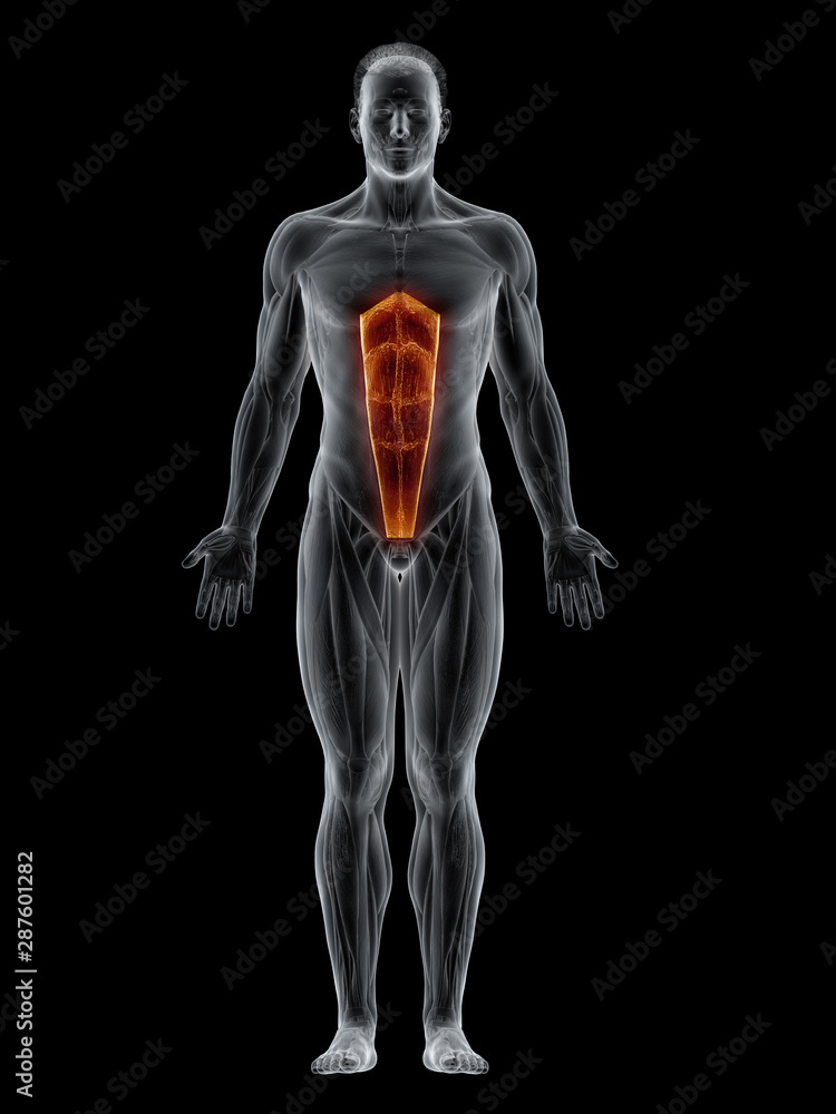 3d rendered muscle illustration of the rectus abdominis 3d rendered muscle illustration of the rectus abdominis