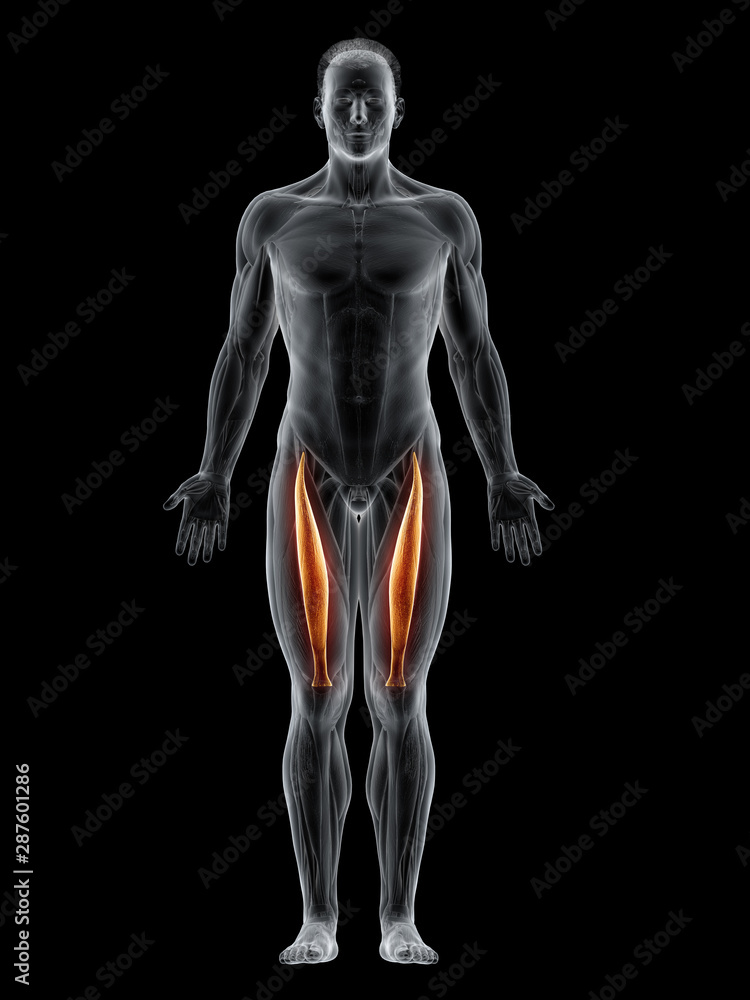 3d rendered muscle illustration of the rectus femoris 3d rendered muscle illustration of the rectus femoris