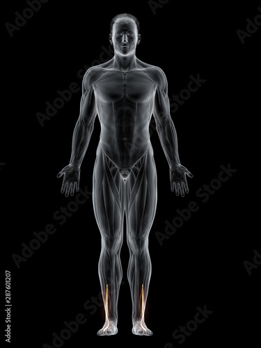 3d rendered muscle illustration of the peroneus brevis