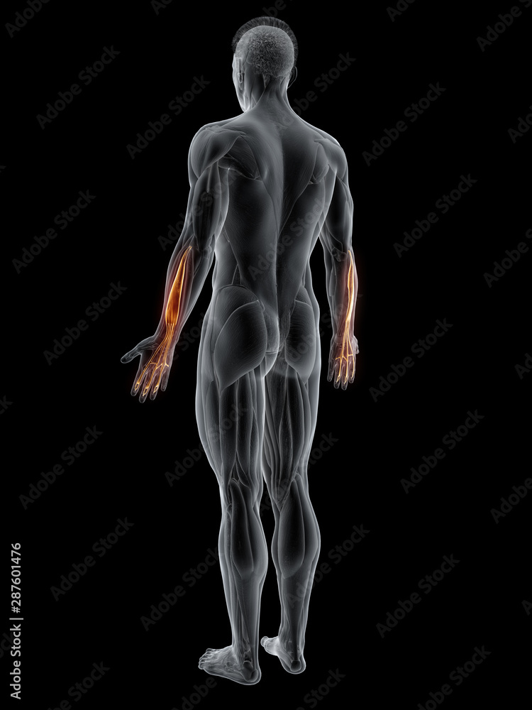 3d rendered muscle illustration of the extensor digitorum 3d rendered muscle illustration of the extensor digitorum