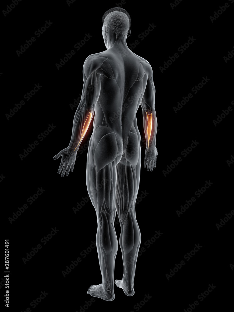 3d rendered muscle illustration of the flexor carpi ulnaris 3d rendered muscle illustration of the flexor carpi ulnaris