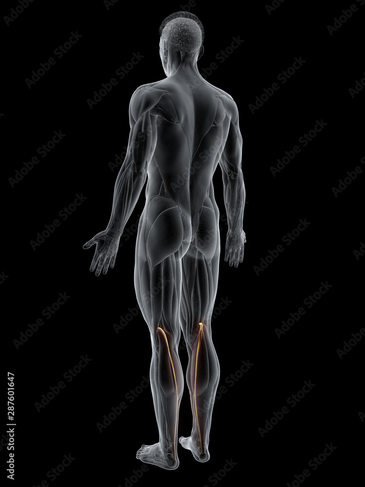 3d rendered muscle illustration of the plantaris 3d rendered muscle illustration of the plantaris