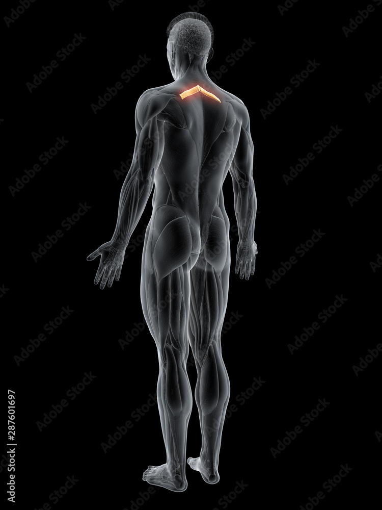 3d rendered muscle illustration of the rhomboid minor 3d rendered muscle illustration of the rhomboid minor