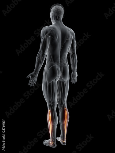 3d rendered muscle illustration of the peroneus longus