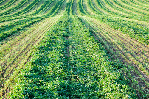 Looking down a windrow of cut alfalfa hay.