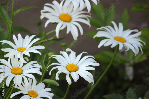 Meadow of wild or white chamomile flowers.