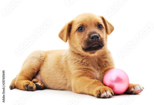 Brown puppy with Christmas toy.