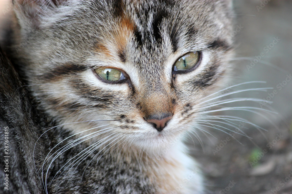 a cute small kitten looking