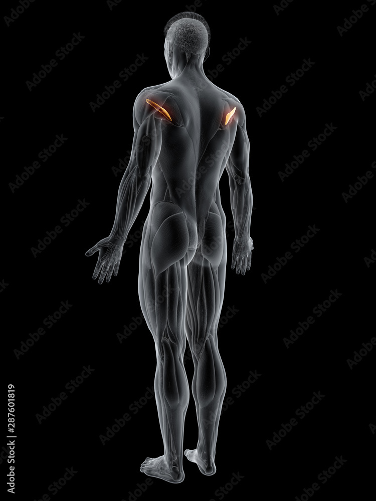 3d rendered muscle illustration of the teres minor 3d rendered muscle illustration of the teres minor