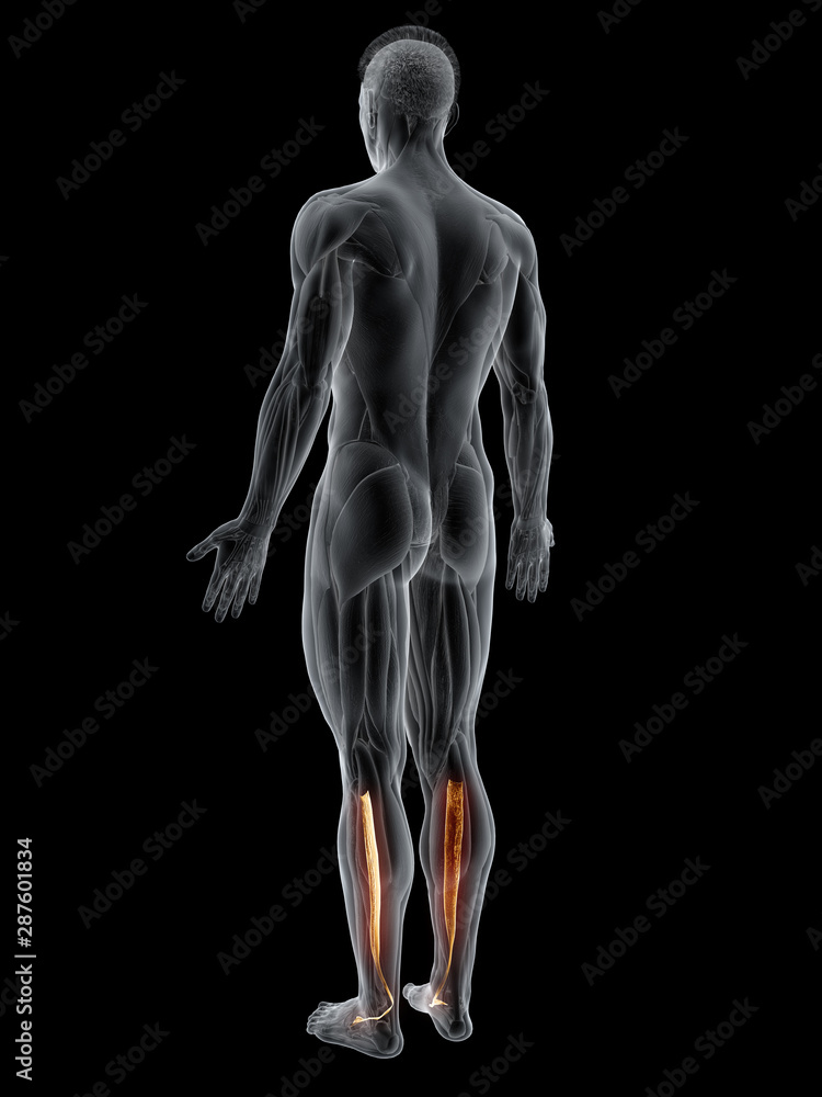 Obraz premium 3d rendered muscle illustration of the tibialis posterior