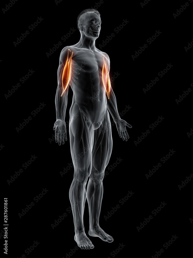3d rendered muscle illustration of the biceps 3d rendered muscle illustration of the biceps
