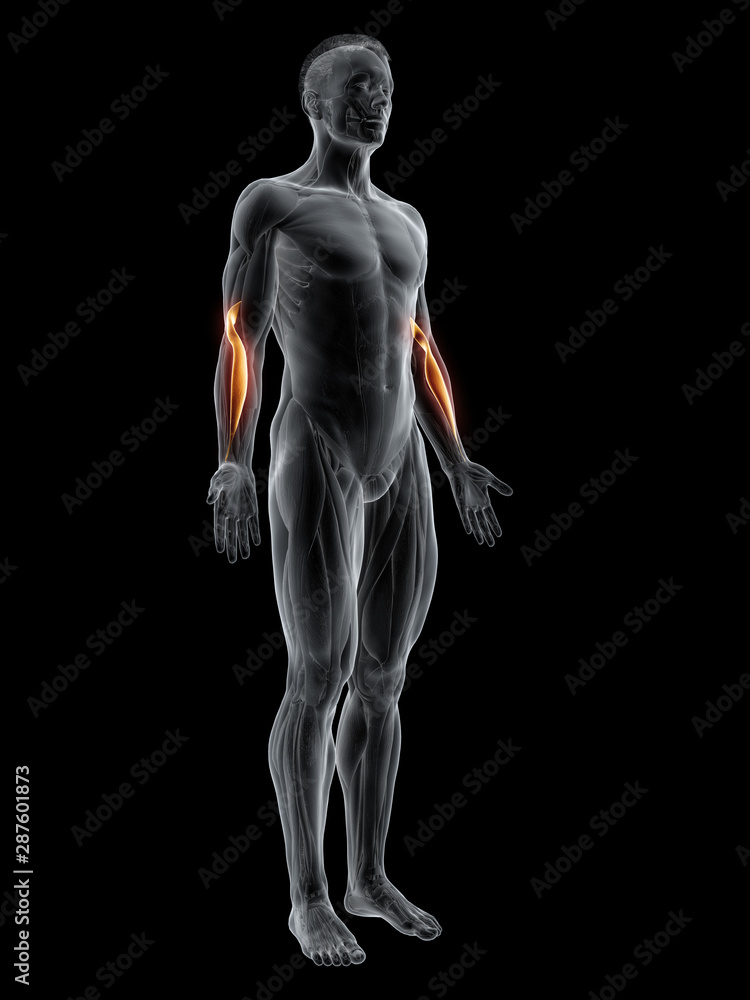 3d rendered muscle illustration of the brachioradialis