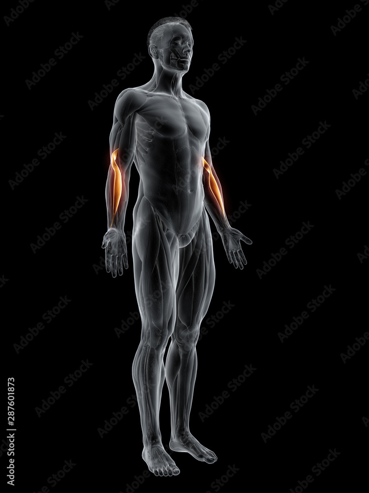 3d rendered muscle illustration of the brachioradialis 3d rendered muscle illustration of the brachioradialis