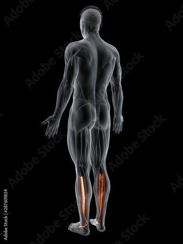 3d rendered muscle illustration of the tibialis posterior