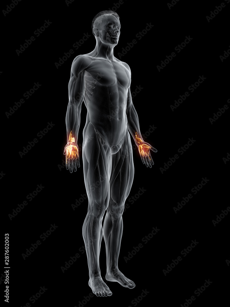 3d rendered muscle illustration of the hand muscles 3d rendered muscle illustration of the hand muscles