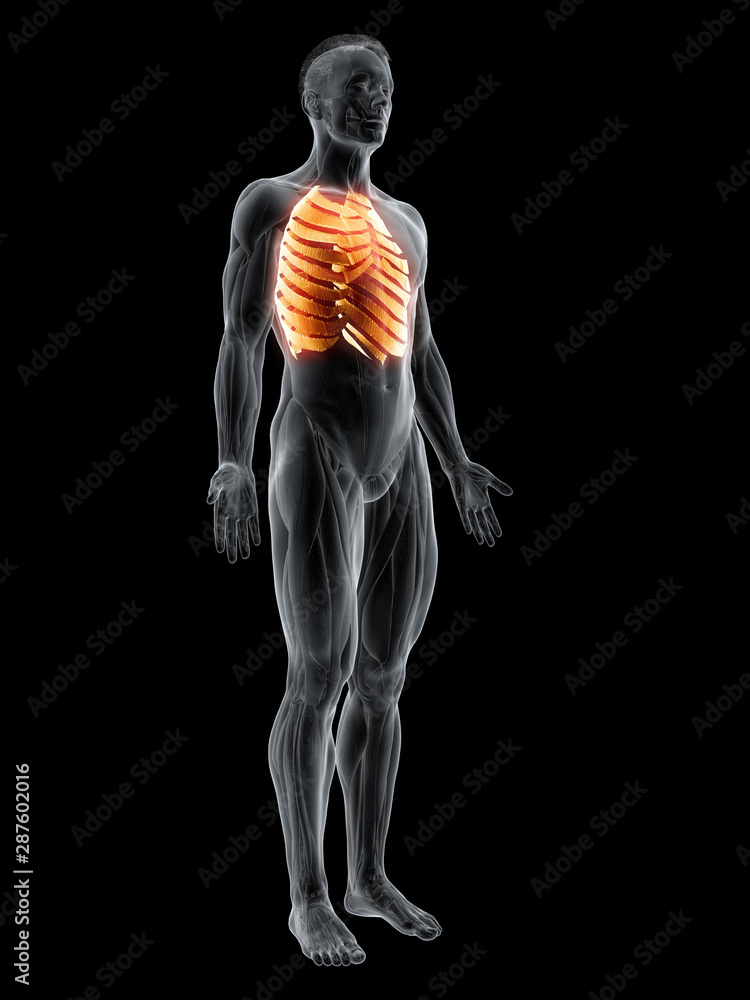 3d rendered muscle illustration of the intercostal muscles 3d rendered muscle illustration of the intercostal muscles