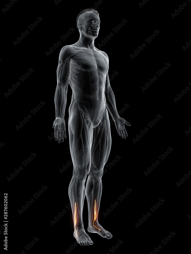3d rendered muscle illustration of the peroneus brevis 3d rendered muscle illustration of the peroneus brevis