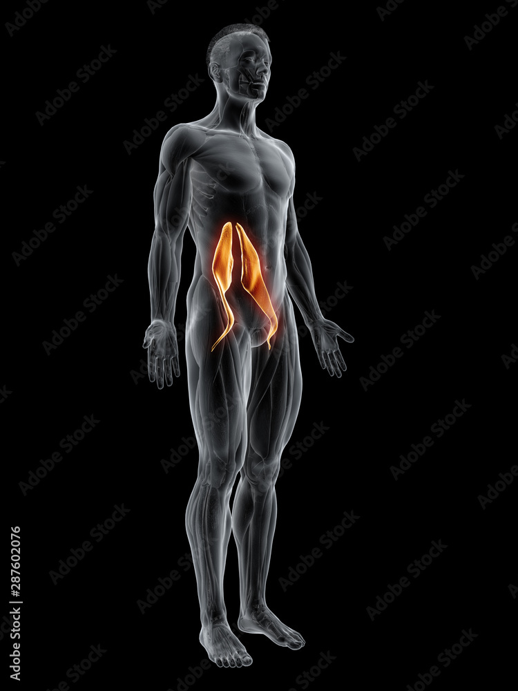 3d rendered muscle illustration of the psoas major 3d rendered muscle illustration of the psoas major