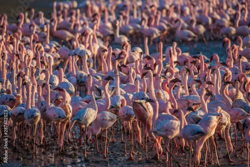 Interesting colony of pink flamingos