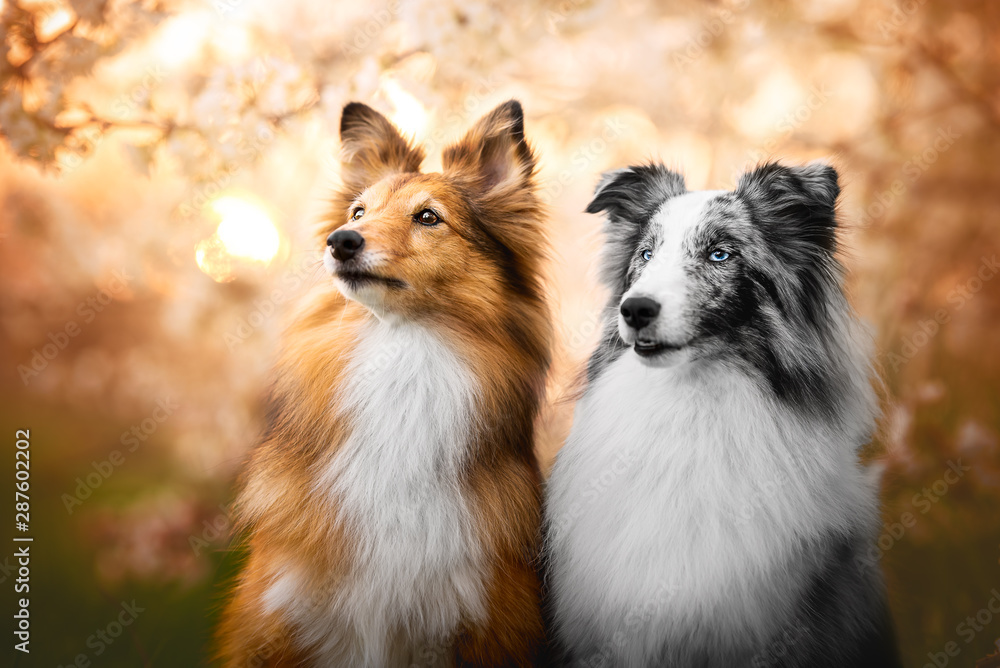 Couple of shetland sheepdog in cherry blossom at the sunset Couple of shetland sheepdog in cherry blossom at the sunset