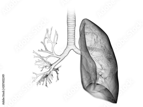 Εκτύπωση καμβά 3d rendered medically accurate illustration of the lung and bronchi