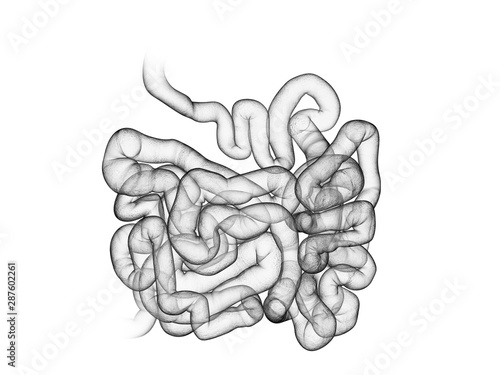 3d rendered medically accurate illustration of the small intestine photo