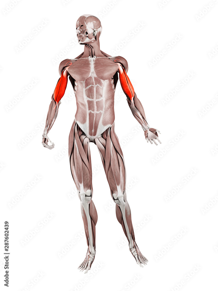 3d rendered muscle illustration of the biceps 3d rendered muscle illustration of the biceps